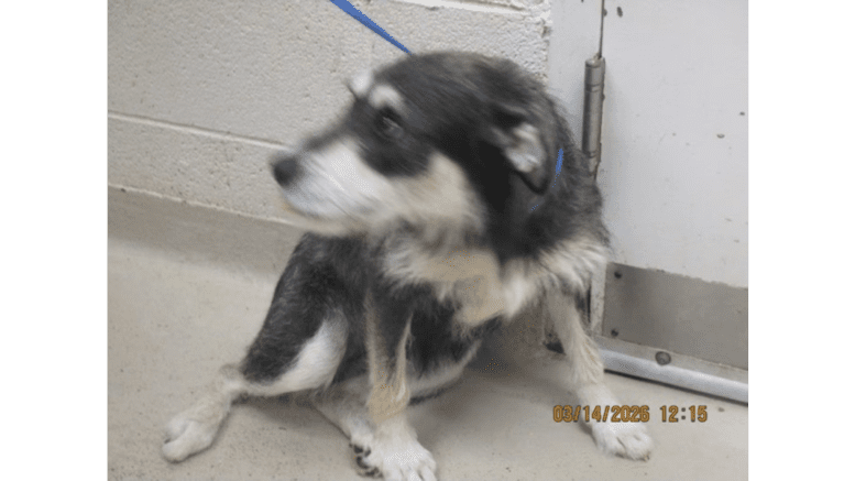 A black/white terrier sitting on the side with a blue leash