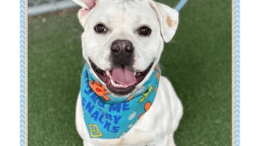 A white/grey American bulldog with a blue leash and looking happy