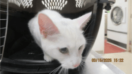 A white/grey cat coming out of her cage