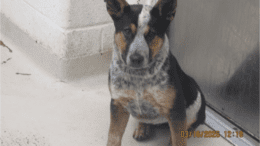 A tri-color Australian cattle dog sitting on the side