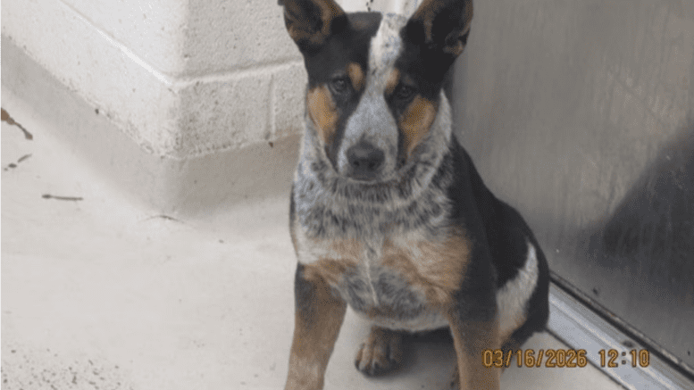 A tri-color Australian cattle dog sitting