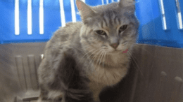 A grey tabby cat sitting inside a blue/grey cage