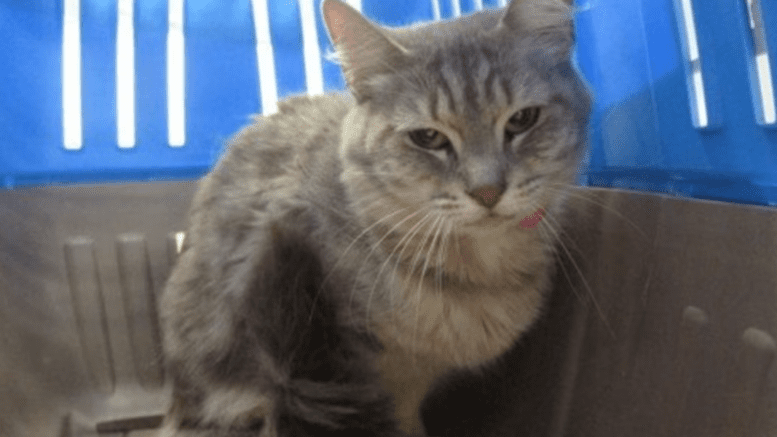 A grey tabby cat sitting inside a blue/grey cage