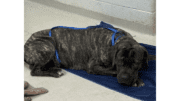 A brindle Cane Corso dog curled up on a blue cloth