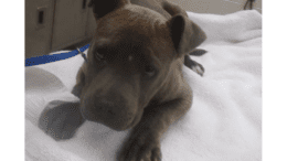A grey/brindle American pit bull terrier loafed on a table with white cloth