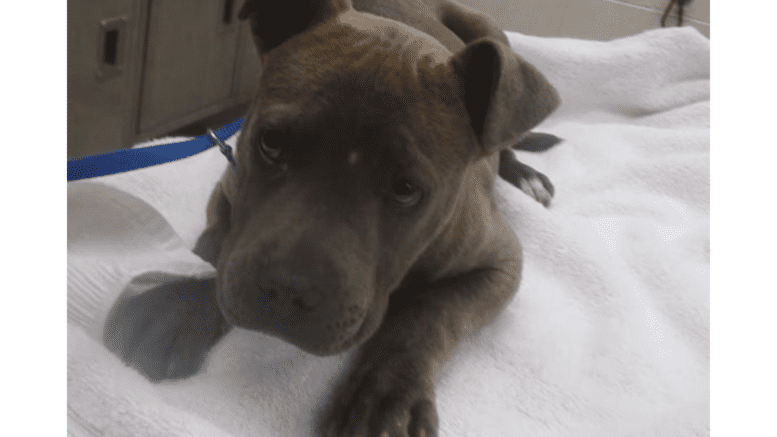 A grey/brindle American pit bull terrier loafed on a table with white cloth