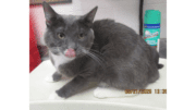 A grey/white cat sitting on a table with tongue's out