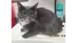 A grey/white cat sitting on a table with tongue's out