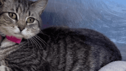 A grey tabby cat with a pink collar, sitting inside a cage