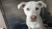 A white shepherd inside a cage, looking at the camera