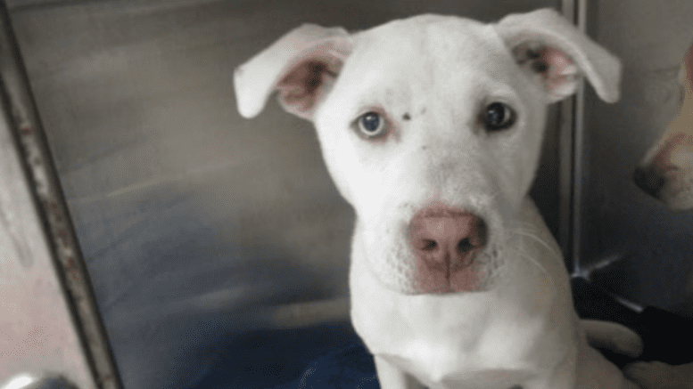 A white shepherd inside a cage, looking at the camera