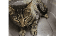 A tabby cat loafed inside cage