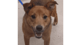 A brown/black shepherd with tongue open, looking at the camera