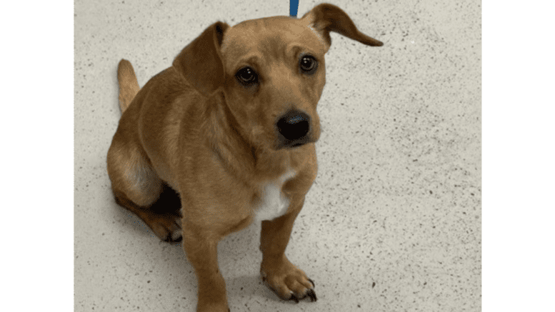A tan/white dachshund sitting with a leash while looking at the camera
