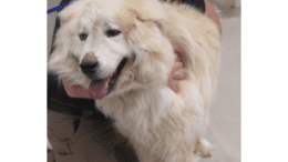 A white Great Pyrenees snuggled by someone and looking happy