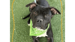 A black/white American pit bull terrier sitting flat on the grass with hands extended