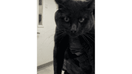 A black cat held by someone