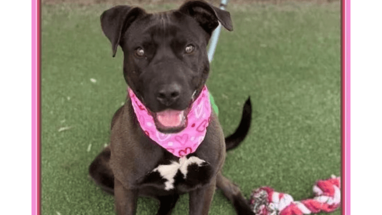 A brown/white American pit bull terrier with a pink scarf, looking happy