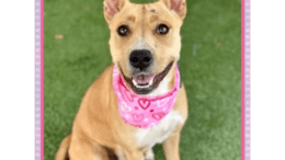 A brown/tabby American pit bull terrier sitting on a grass field