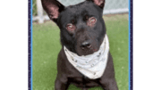 A black/white American pit bull terrier with a white scarf, looking at the camera