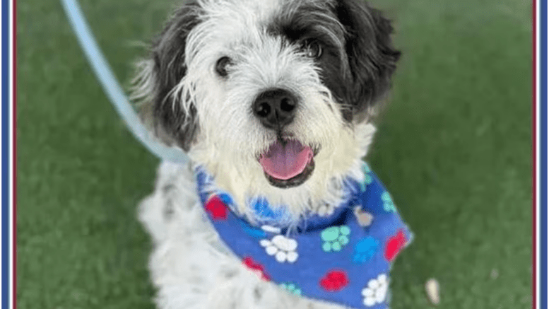 A white/black terrier with a blue scarf, looking happy