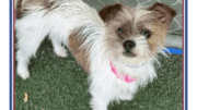 A brown/white terrier with a pink leash
