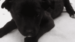 A white/black brindle labrador retriever lying on its belly on a table