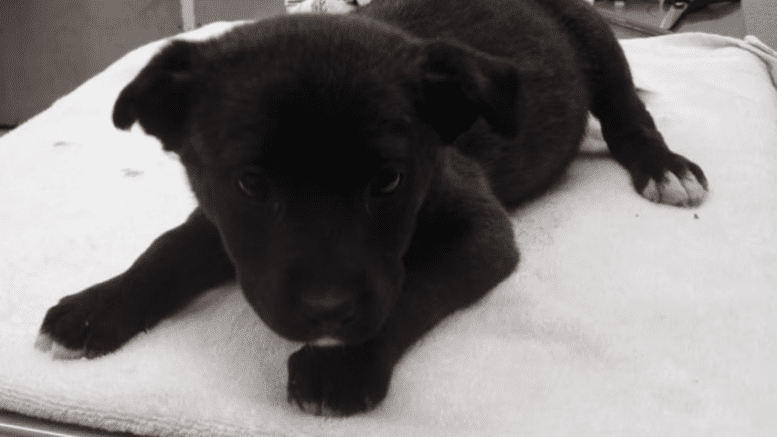 A white/black brindle labrador retriever lying on its belly on a table