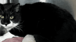 A black/white cat loafed inside a cage
