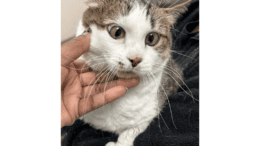 A tabby/white cat held by someone