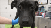 A black/white labrador retriever standing on table, held by someone on the side