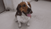 A tri-color/white beagle with tongue's out