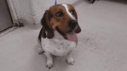A tri-color/white beagle with tongue's out