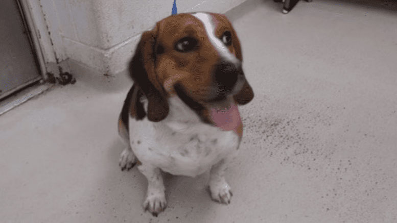 A tri-color/white beagle with tongue's out