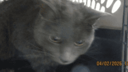 A grey cat inside a cage