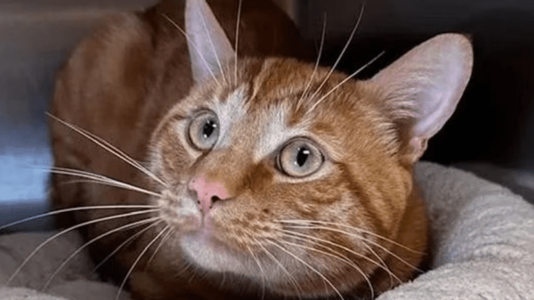 An orange tabby cat loafed inside a cage with a pet cushion