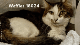 A brown tabby/white cat loafed inside a cage