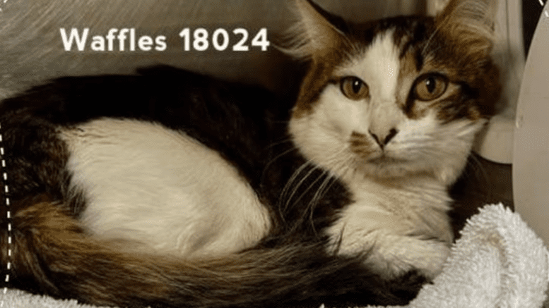 A brown tabby/white cat loafed inside a cage