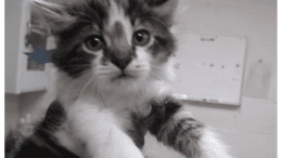 A brown tabby/white kitten held on the air