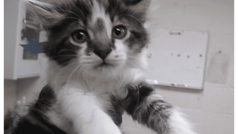 A brown tabby/white kitten held on the air