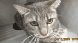 A grey tabby cat loafed inside a cage