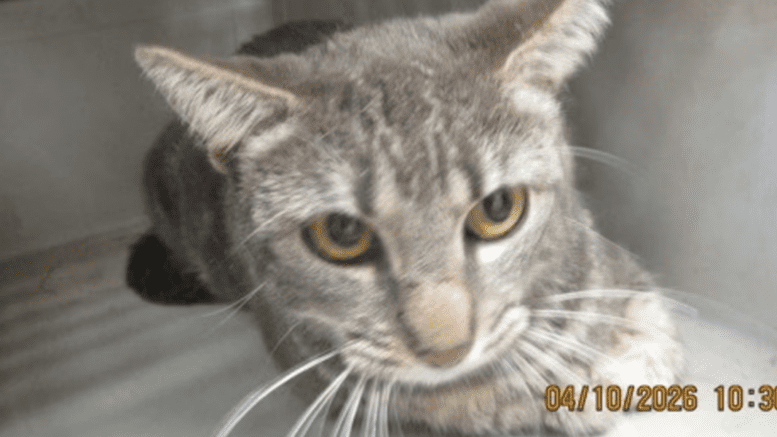 A grey tabby cat loafed inside a cage