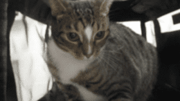 A tabby/white cat inside a cage