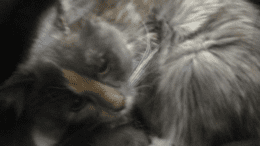 A calico cat loafed inside a cage