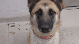 A black/tan German shepherd with a red leash, looking at the camera