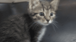 A tabby/white kitten sitting inside a cage