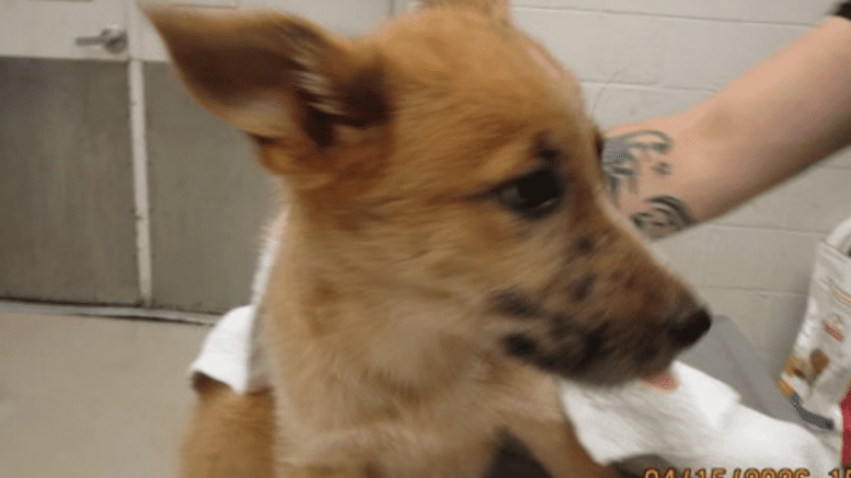 A tri-color Australian shepherd with someone at his back
