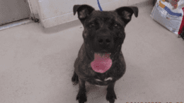 A brindle/white American pit bull terrier with tongue's out, looking up