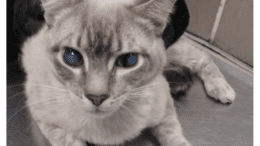 A lynx point cat held on the table