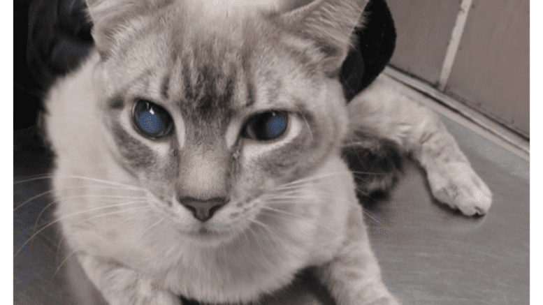 A lynx point cat held on the table